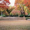 公園の紅葉(^^♪