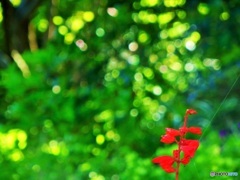 紅のいろ♪
