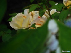 白いお花