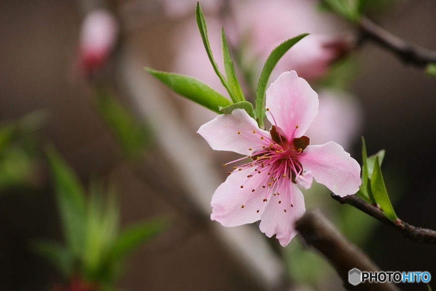 春のお花