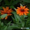 元気なお花