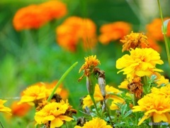 枯れていたり咲いていたり