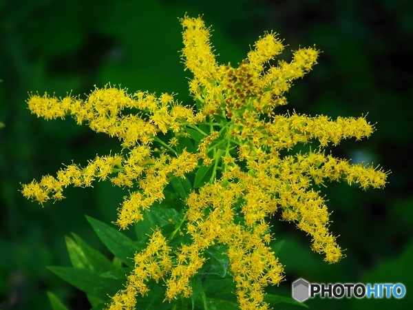 カアワダチソウ？