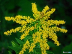 カアワダチソウ？