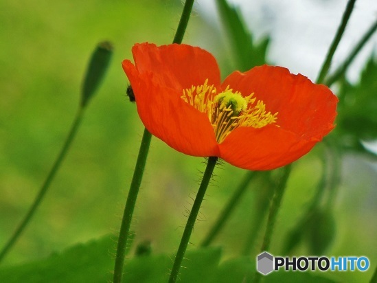 公園のお花02