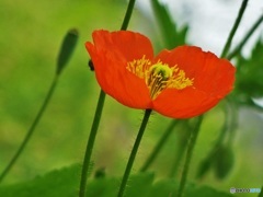 公園のお花02