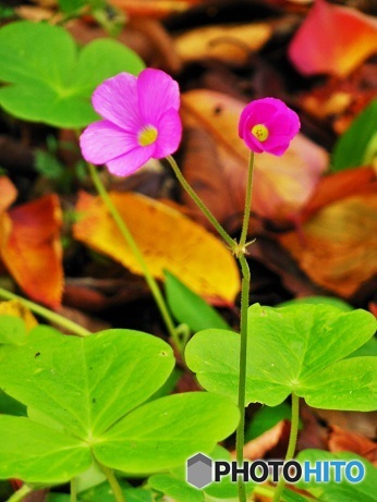 可愛らしいお花