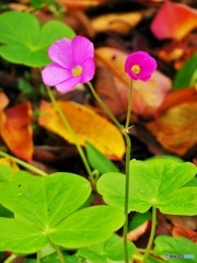 可愛らしいお花