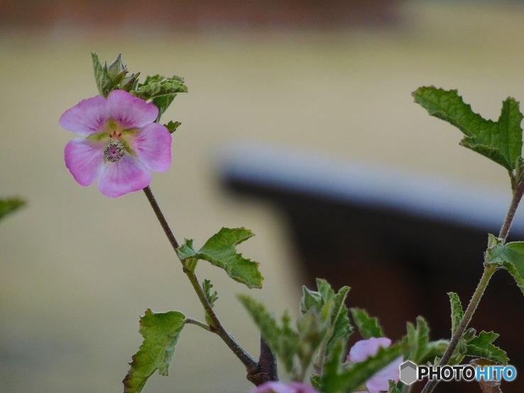 お花