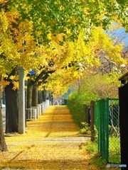 並木の歩道