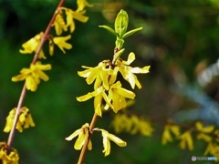 黄色いお花