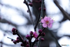 梅っぽいお花