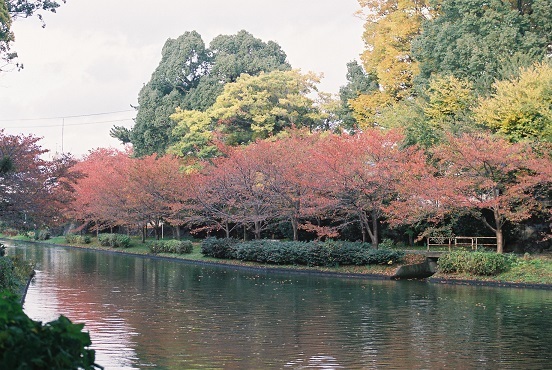 紅葉♪