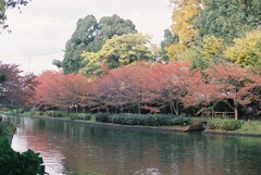 紅葉♪