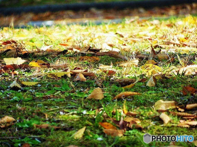 落ち葉地面