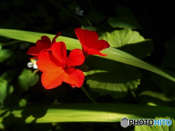 紅いお花