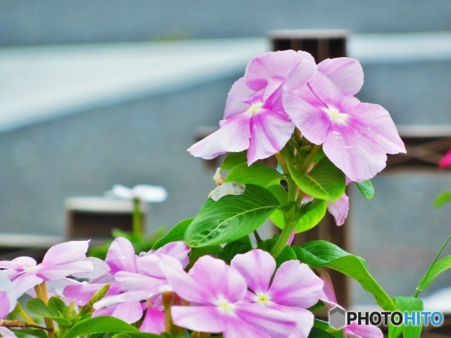 ピンクのお花