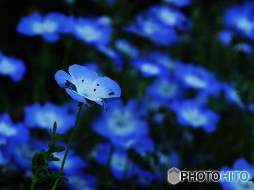 蒼いお花01