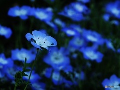 蒼いお花01