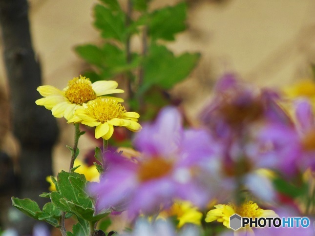 キクっぽいお花