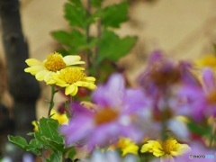 キクっぽいお花