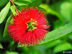 ブラシの花♪