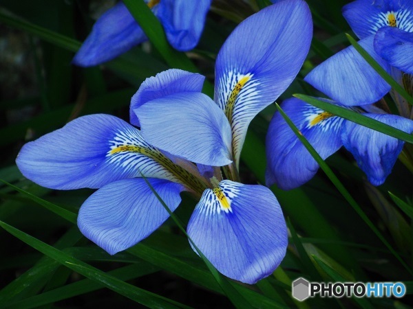 蒼いお花