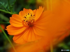 オレンジの花♪