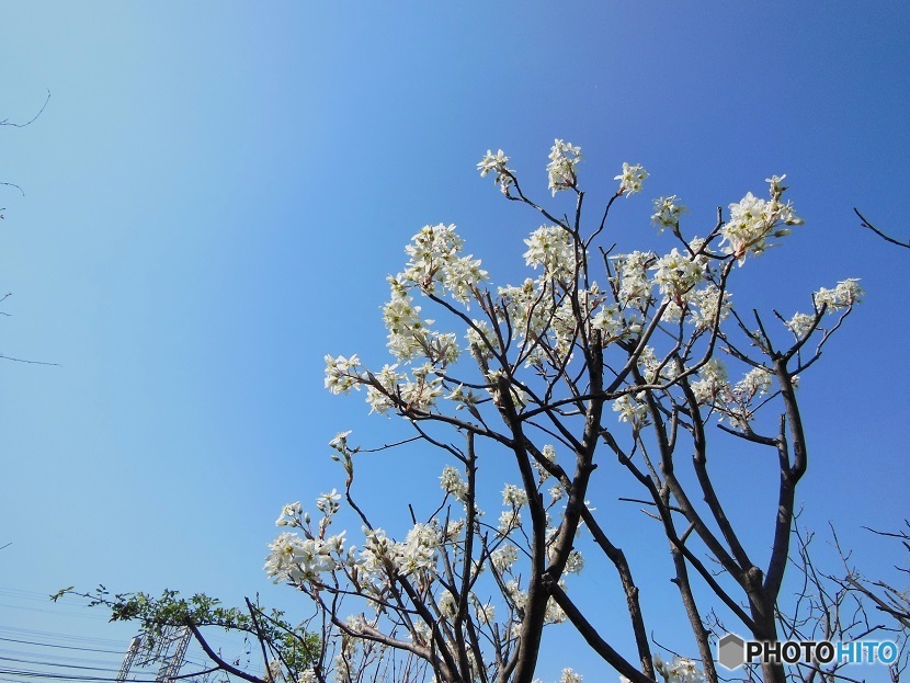 晴天の白いお花