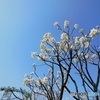 晴天の白いお花