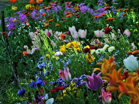 色んなお花♪