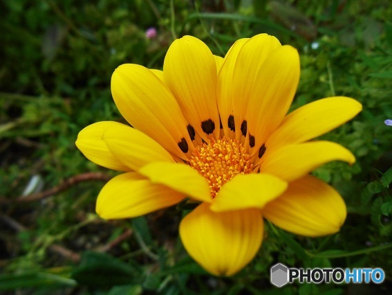 明るいお花
