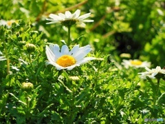 埋もれたお花