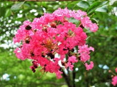 綺麗なお花♪