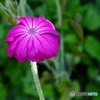 ビロード草