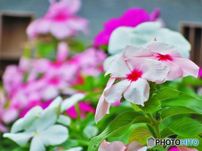 可愛いお花