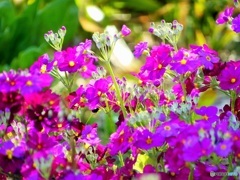 カラフルなお花
