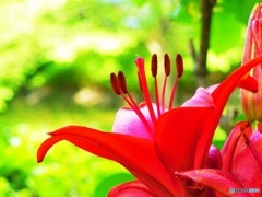 紅いユリ？多分（＾＾；）