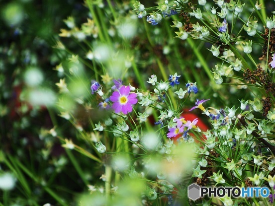 公園のお花03