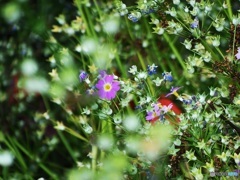 公園のお花03
