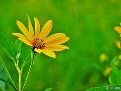 黄色いお花