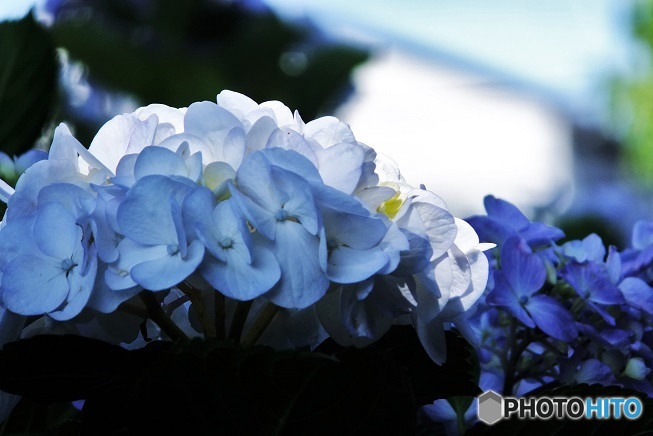 紫陽花