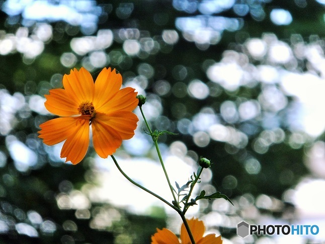 キバナコスモス