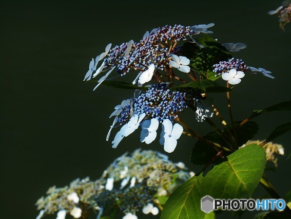 紫陽花