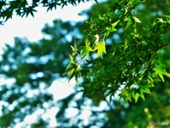 青もみじ♪