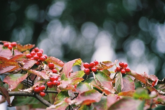 紅い実♪