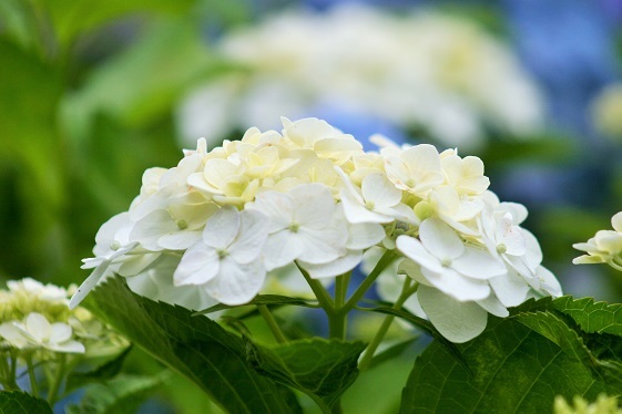 清楚なお花♪