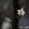 一輪