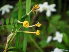 枯れたお花