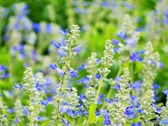 蒼いお花